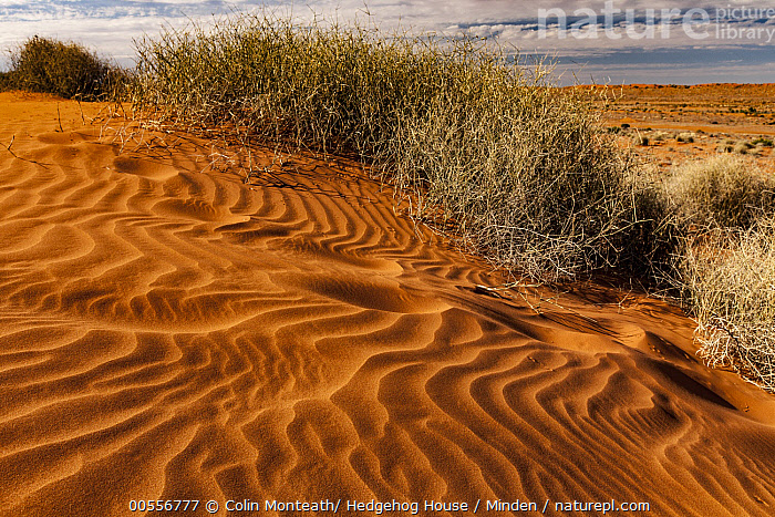 A photograph of a Desert Tortoise in its natural habitat, with citizen scientists observing it from a distance.