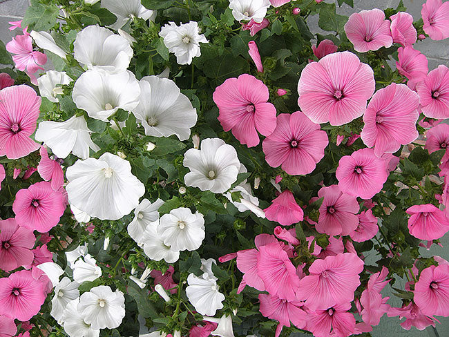 Buzzing Balconies: Creating a Cottage Pollinator...