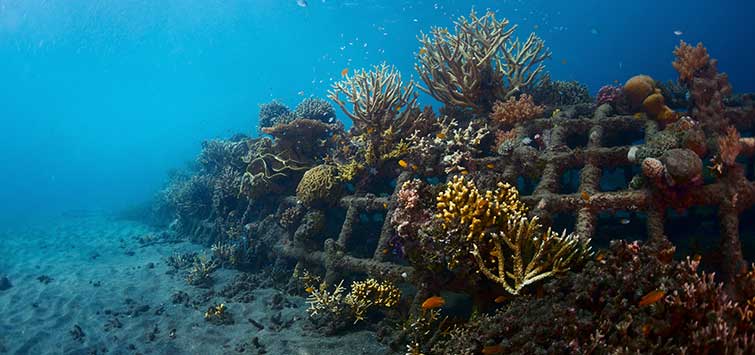 ## Diving Deep into Paradise: Sustainability and C...