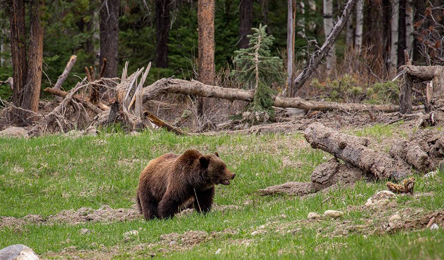 Hiking Hidden Lake Trail