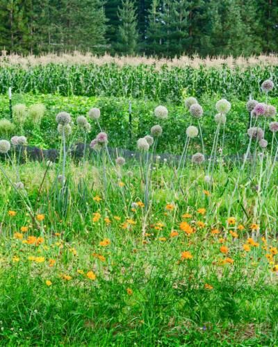 seedsaving