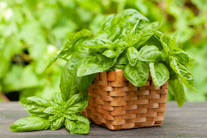 basil in garden