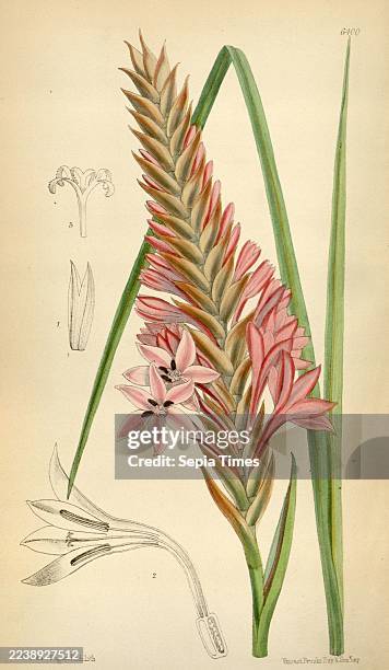 Rare botanical print from Curtis's Botanical Magazine, showcasing a Scottish Highlands native plant. This echoes Zara's natural dyeing practice.