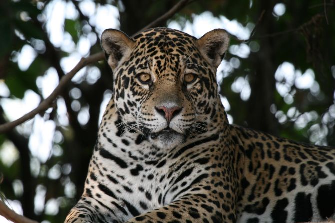 Gabi holding a tranquilized jaguar cub