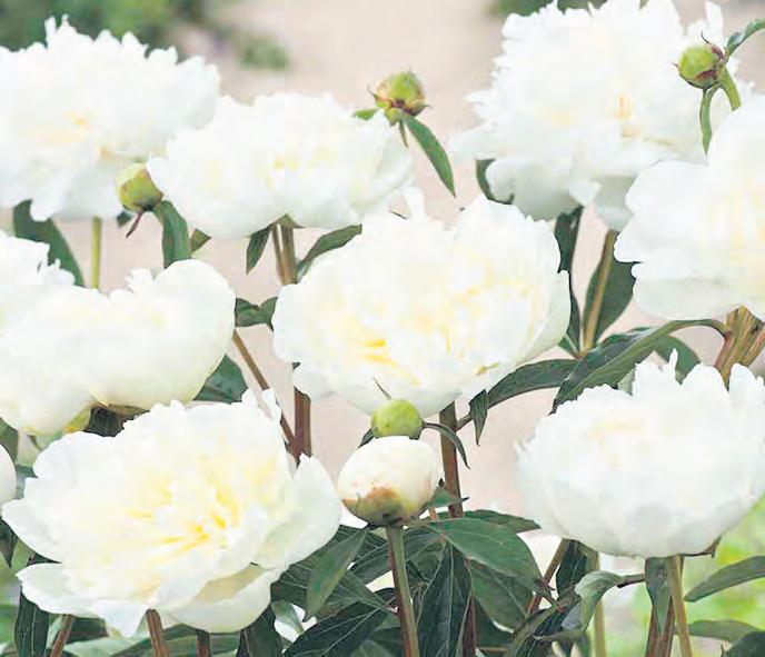 Boost Your Backyard Ecosystem: 7 Unconventional...