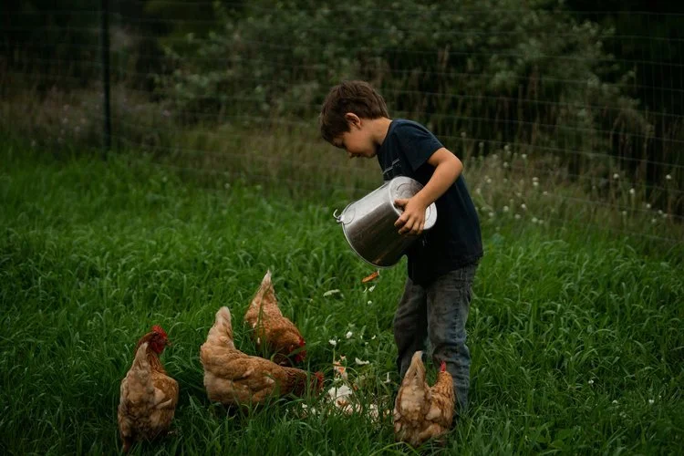 A Stunning High-Resolution Photo Of Your Own (Or A Local Homesteader's) Thriving Backyard Chicken Setup To Grab Attention