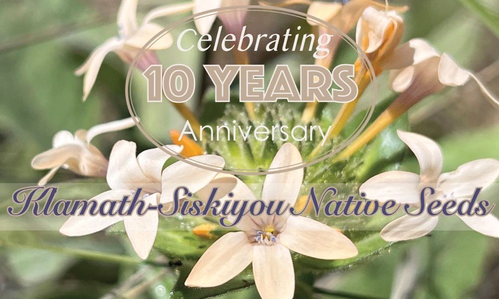 Creating a Pollinator Paradise: Beyond the Bloo...