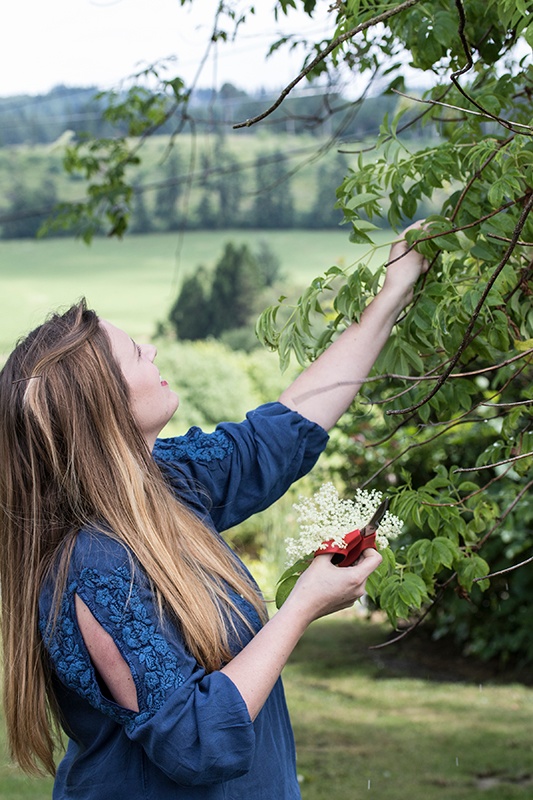 Elderflower picking
