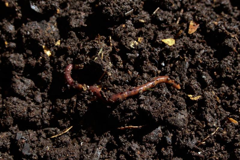 A series of 4-6 photos showing the step-by-step process of building a simple worm bin, starting with an empty bin and ending with worms happily munching on food scraps.