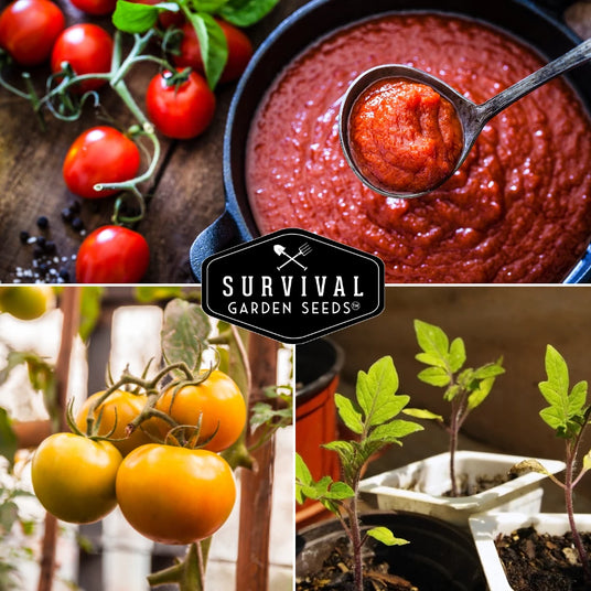 Tomato Pruning