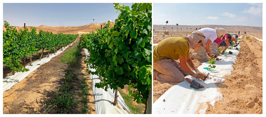 A dining table set up under the stars in the Atacama Desert, showcasing the magical setting