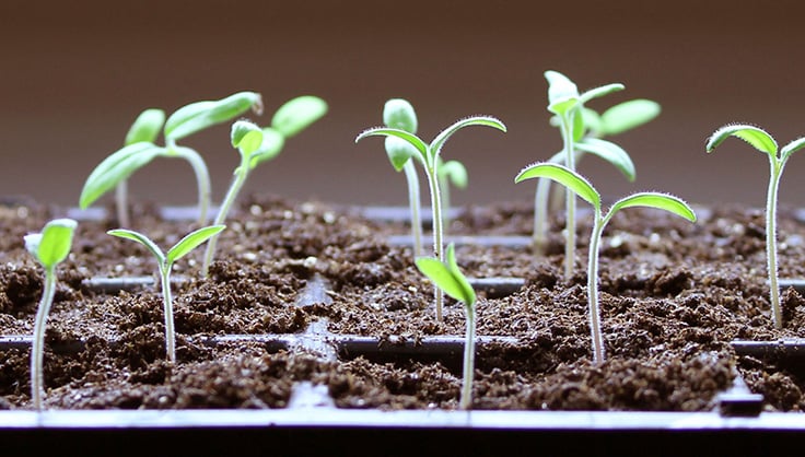 The Winter Gardener's Secret: Sprouting Seeds I...