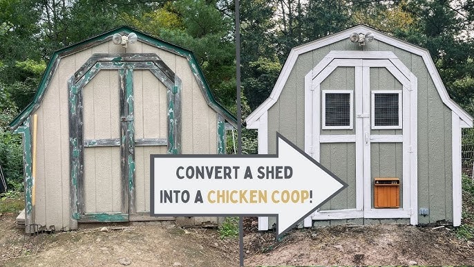 Turn Your Neglected Shed into a Thriving Chicken...