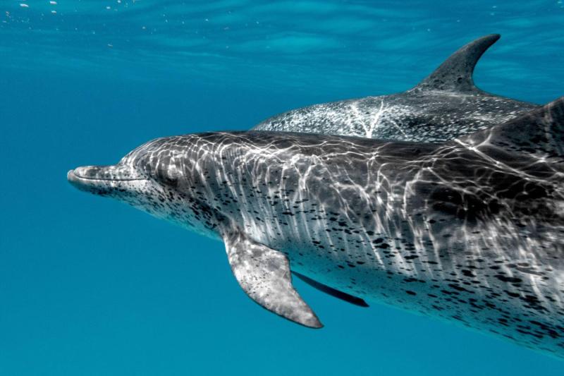 Underwater photograph of a pod of Atlantic spotted dolphins playfully interacting with researchers