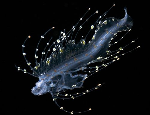 Manta ray outside The Muraka