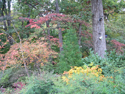 A vibrant display of fall foliage on trees at a homestead garden