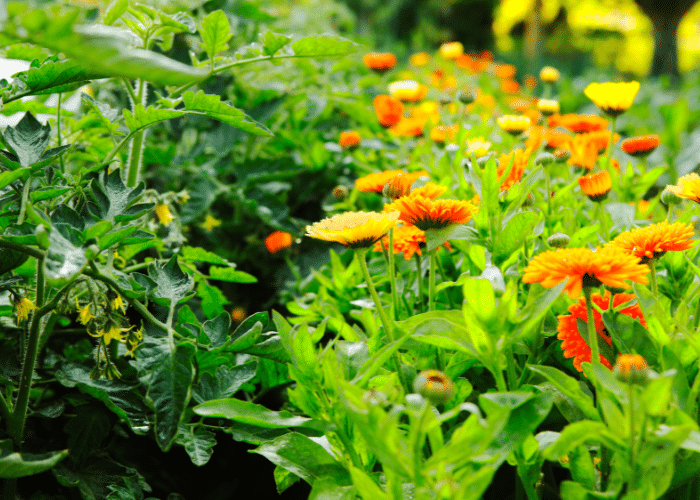close-up vibrant orange marigolds garden