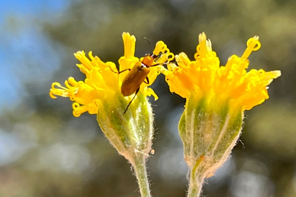 Thirsty for Blooms: Building a Water Garden to...