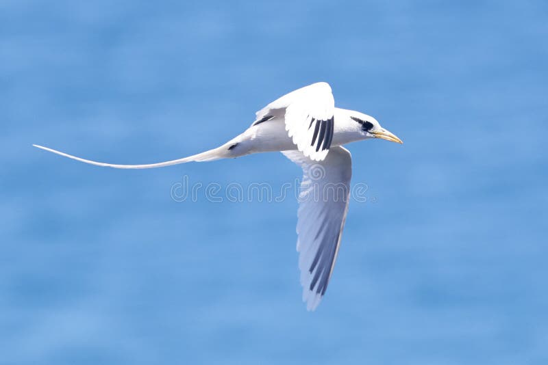 A close-up shot of a red-tailed tropicbird in flight over Aitutaki Lagoon. The bird's white plumage contrasts sharply against the clear blue sky. Its long, crimson tail feathers trail behind it like ribbons, emphasizing its elegant flight.