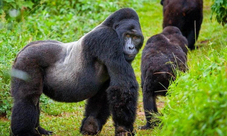 A close-up shot of a silverback gorilla in Volcanoes National Park, Rwanda, showcasing its powerful presence and intelligent gaze.