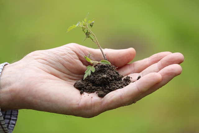 Close up of hands carefully filling a seedling tray with soil to symbolize the tactile nature of starting the seeds