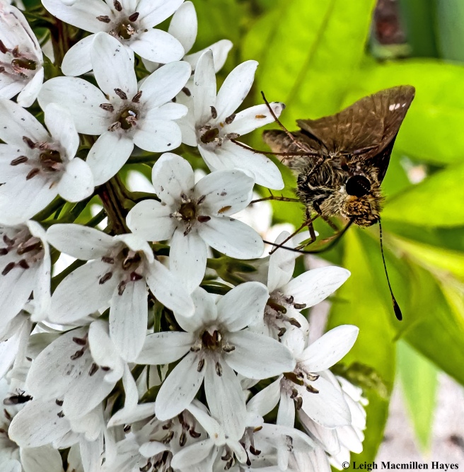 Silver-spotted skipper on flower