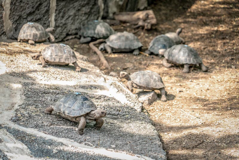 # Galapagos Guardians: My Journey into Ecuador's L...