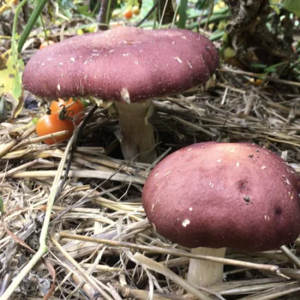Bag oyster mushroom spawn sawdust substrate