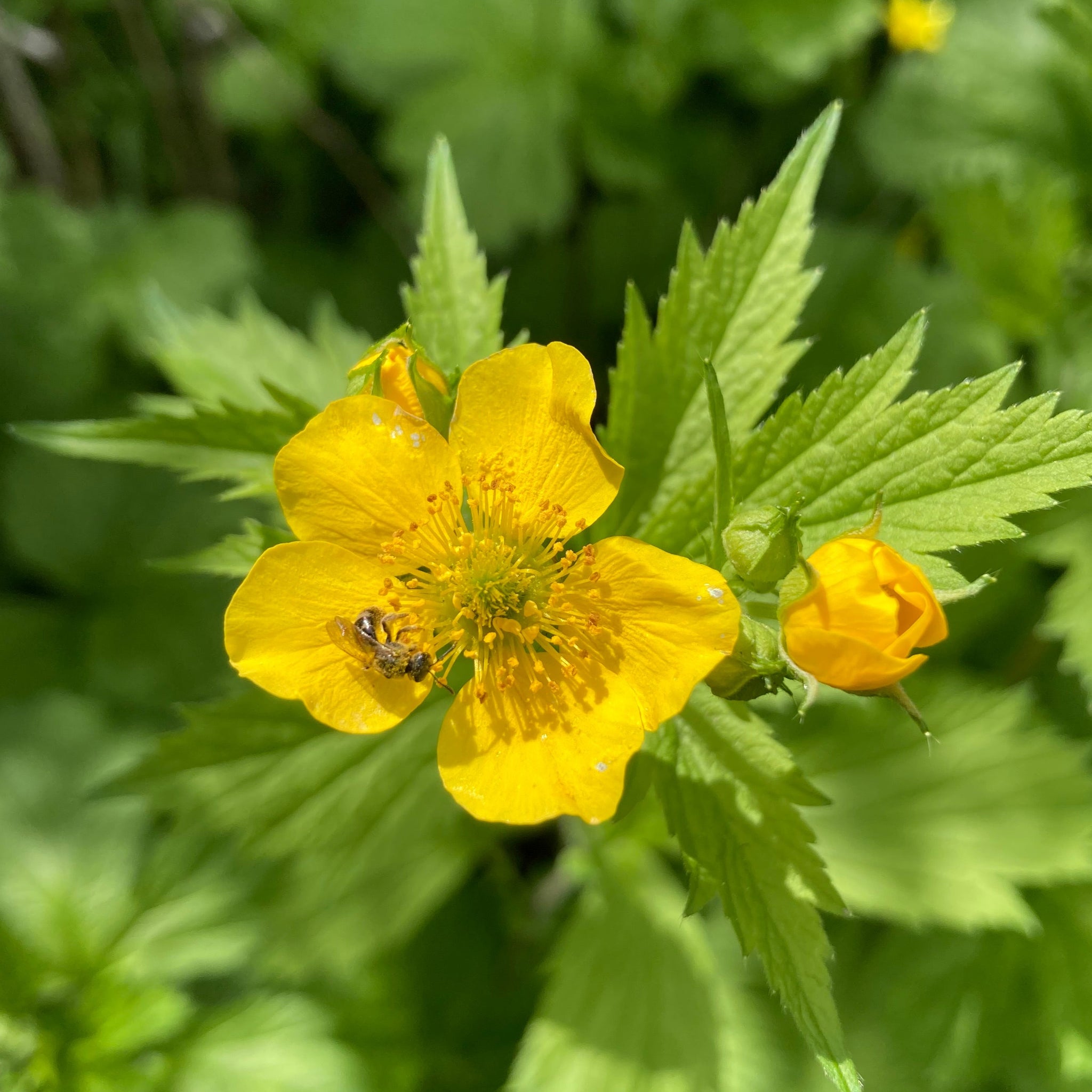 Geum macrophyllum plant