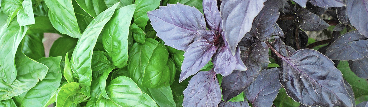 basil plant
