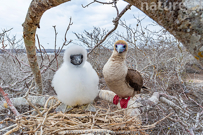 Red-Footed Boobies on Genovesa Island