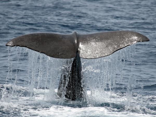 # Azores Awakening: A Marine Biologist's Perspecti...