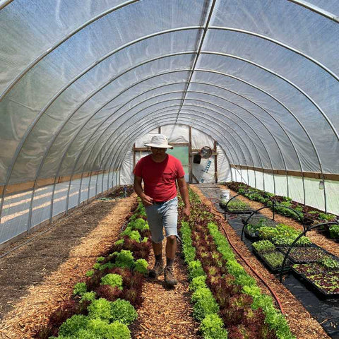 gardener tending crops inside hoop house