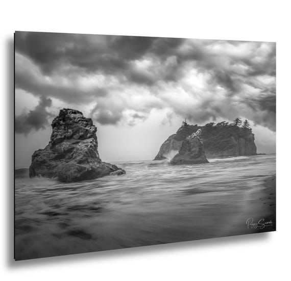 A towering Sitka spruce tree draped in moss in the Hoh Rainforest, Olympic National Park