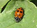 Beyond the Bees: Inviting a Symphony of Benefic...