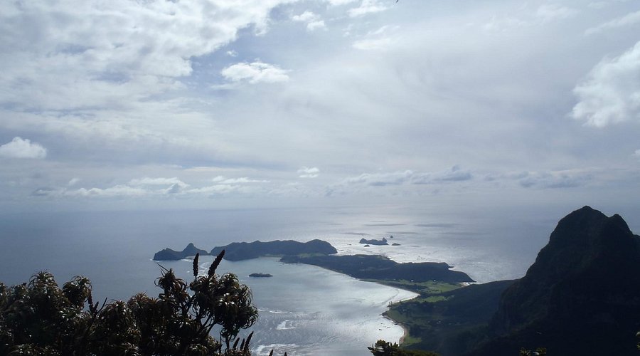 Maori Wrasse at Ned's Beach
