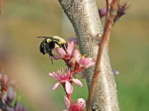 Honeybee vs native bee
