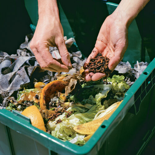 Kitchen scraps sorted for the worm tower