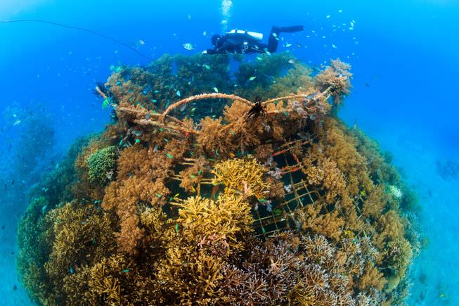 A vibrant underwater shot showcasing newly transplanted coral on a Biorock structure, teeming with colorful fish. The sun-dappled, clear turquoise water highlights the contrast between the artificial structure and the burgeoning natural reef.