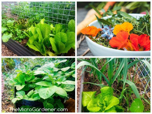 field diverse cover crops blooming in spring