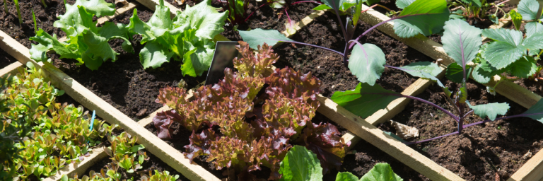 An example of a small greenhouse covering rows of plants