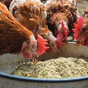 Cluck for Your Buck: Thrifty Tips for Raising C...