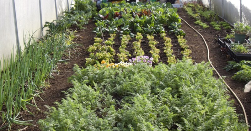 Someone enjoying their salad in a backyard setting