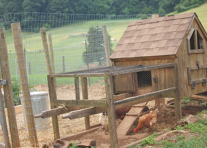 From Scrap Heap to Happy Hens: Building a Recla...