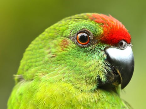 Norfolk Island Green Parrot