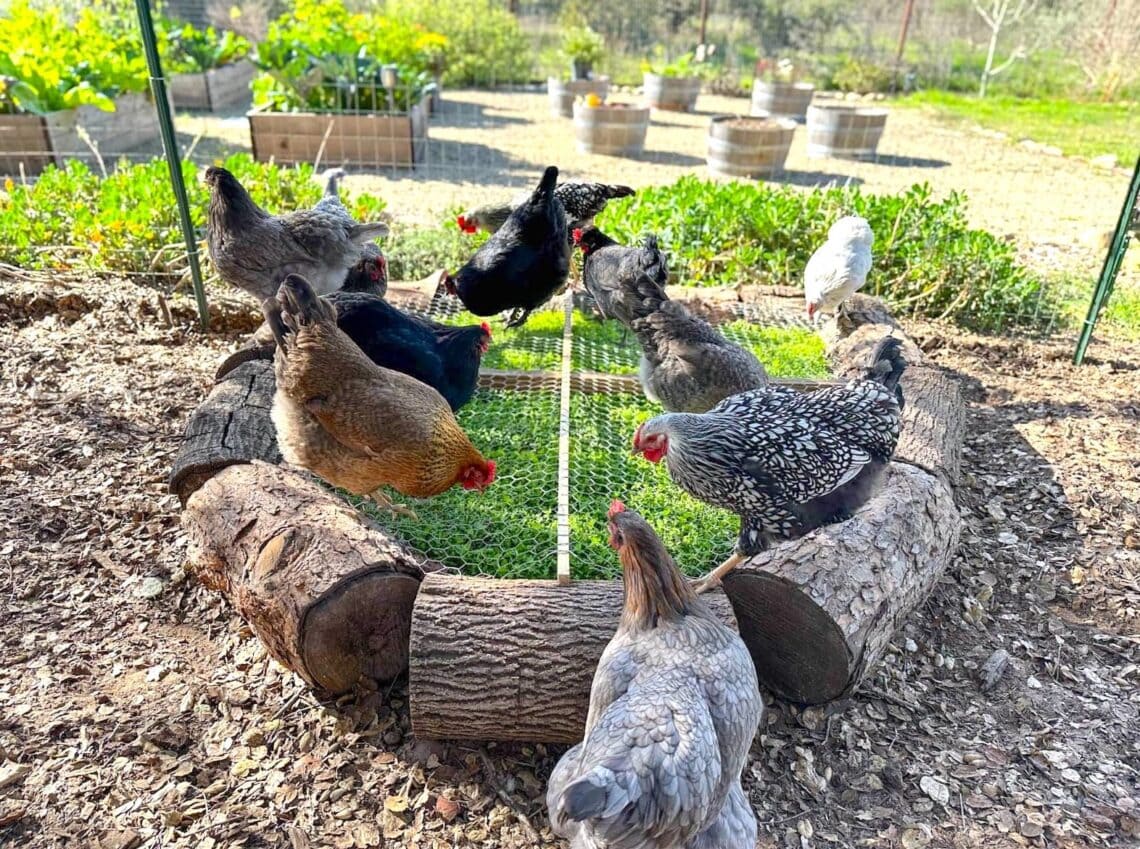 Pasture-Perfect Poultry: Build Your Own DIY Chicke...