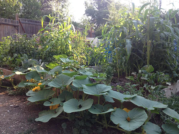 Empty raised garden bed, ready for soil