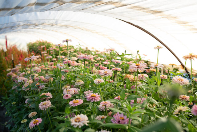 Empty Seed Packets and Empty Plates: The Pacifi...