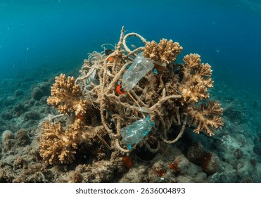 # Madagascar's Fragile Paradise: A Marine Biologis...