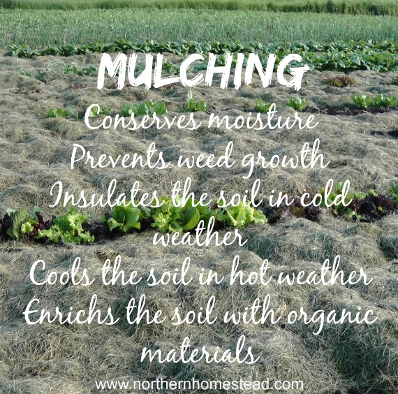 Regenerative Homesteading: Building Healthy Soil...